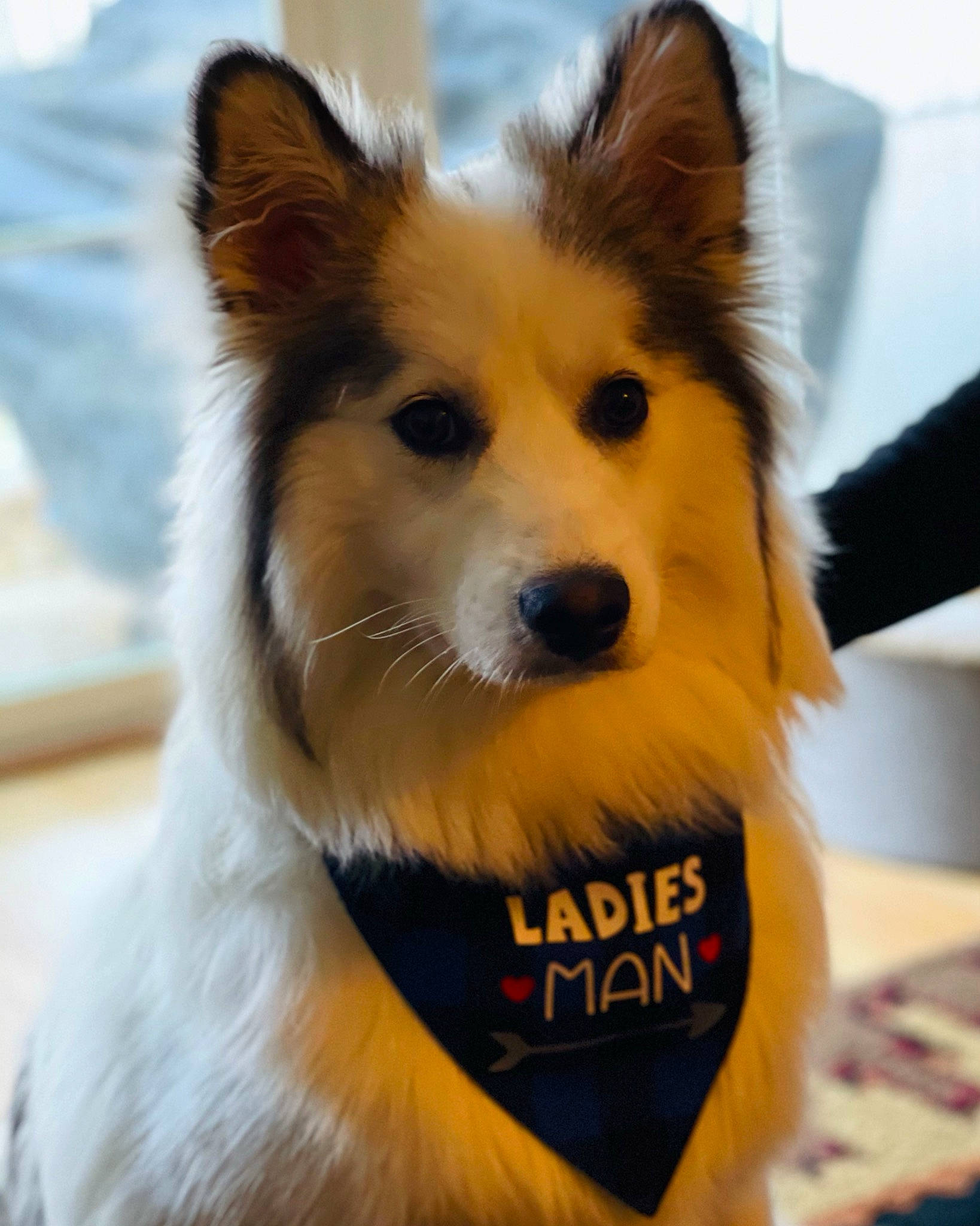 Sawyer is registered to the contest to win money with this photo: blue, carnivore, dog, dog_breed, dog_clothes, dog_supply, fun, green, hair, hairstyle, jeans, mammal, organism, photograph, spitz, sporting_group, toy_dog, vertebrate, whiskers, yellow