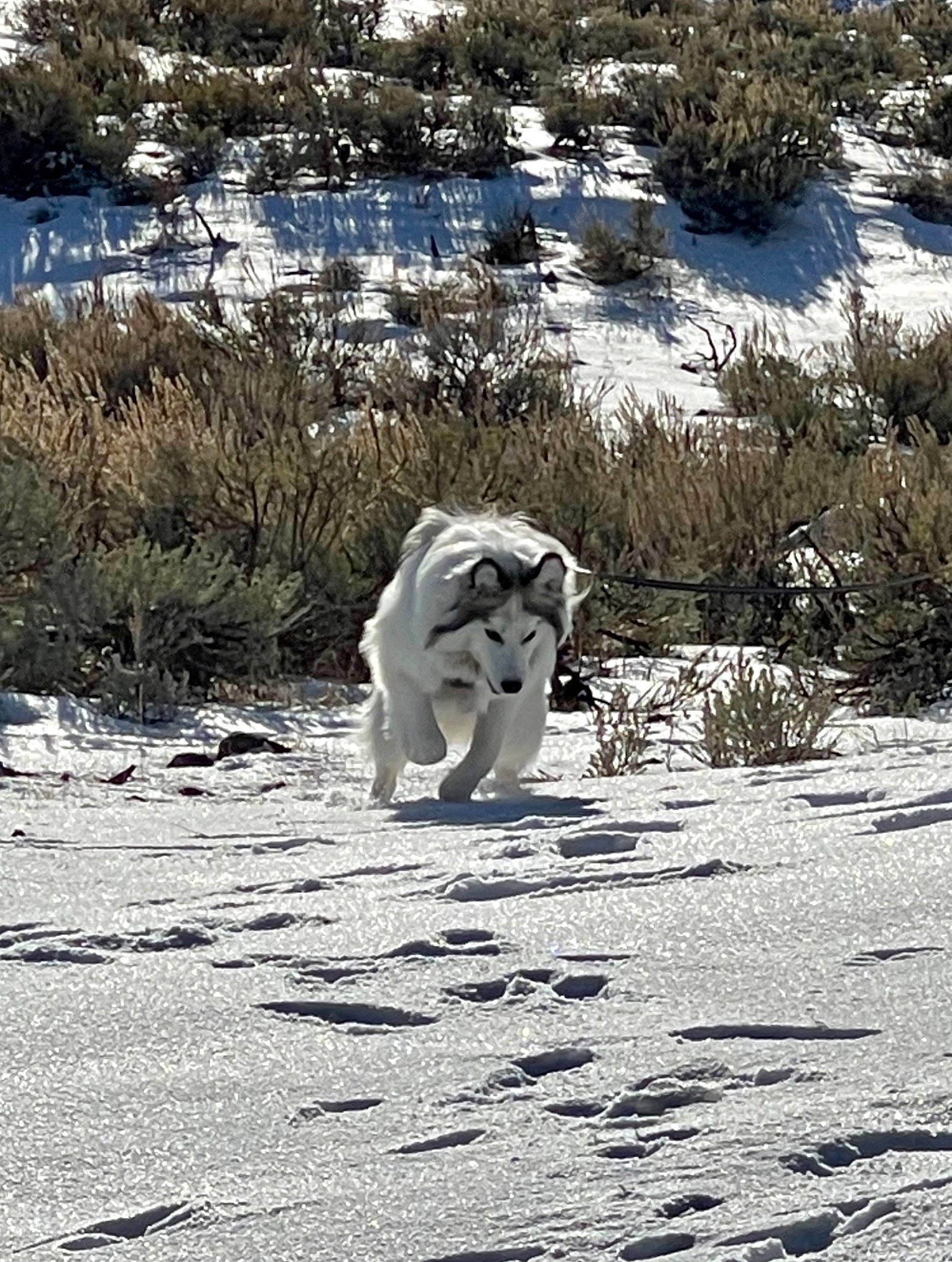Sawyer joined the competition — help win amazing prizes! blue, body_of_water, branch, daytime, dog_breed, freezing, grass, ice, mammal, monochrome, mountainous_landforms, natural_environment, nature, recreation, rock, sand, sitting, vertebrate, winter, wood