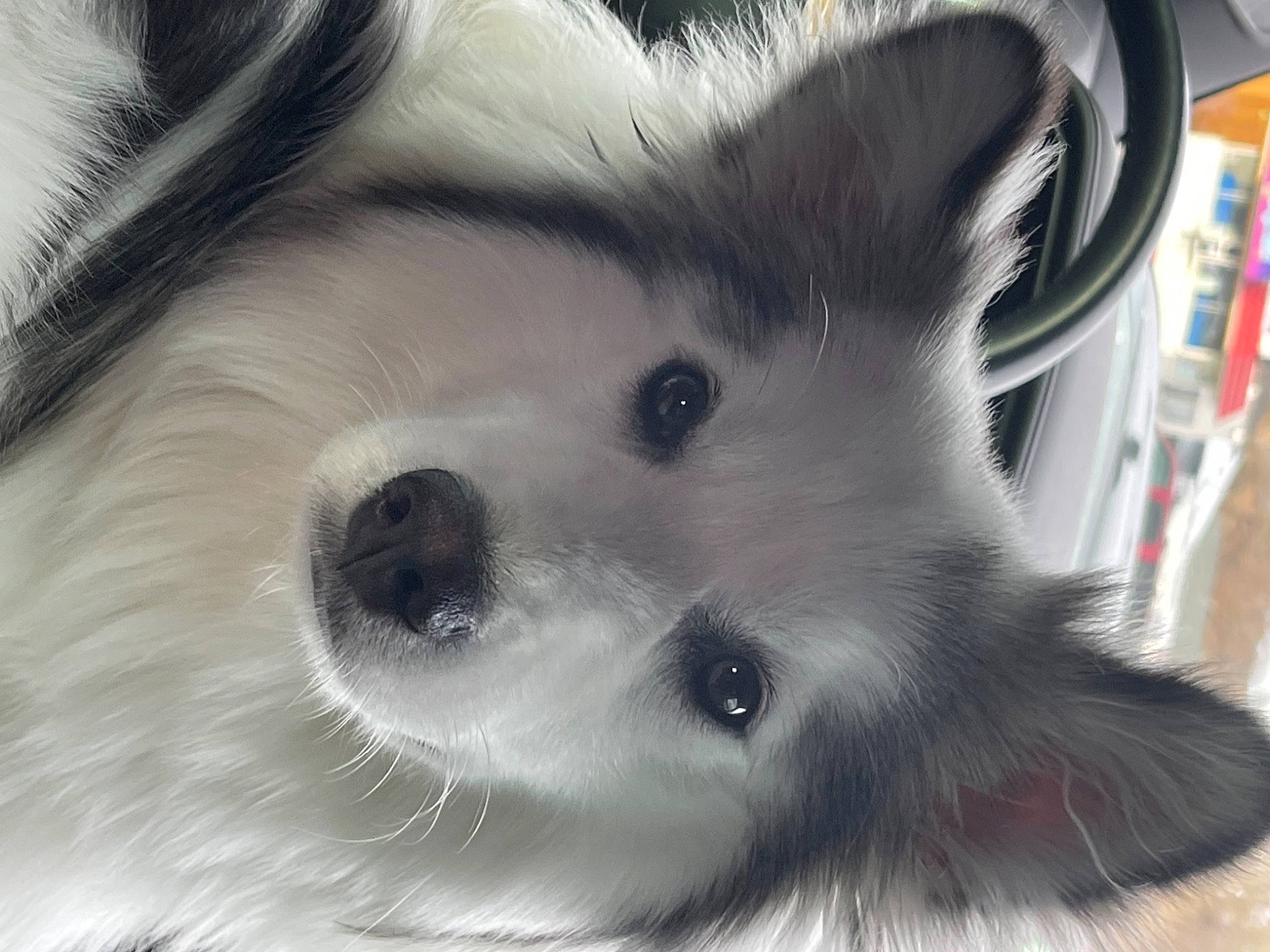 Sawyer is registered to the contest to win money with this photo: beauty, blue, carnivore, dog_breed, eyebrow, eyelash, mammal, monochrome, monochrome_photography, natural_environment, nature, organism, photograph, snout, sporting_group, technology, textile, vertebrate, whiskers, white