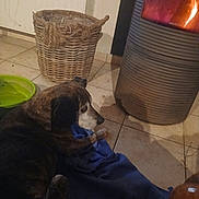 Dixy participe au concours pour gagner de l'argent avec cette photo : dog, blanket, fireplace, basket, floor, tile_floor, indoor, warmth, cozy, resting, brown_dog, brindle, home, pet, relaxing, water_bowl, fire, heating, comfort, quiet