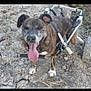 Dixy participe au concours pour gagner de l'argent avec cette photo : dog, animal, brindle, wheelchair, outdoor, tongue_out, happy, pet, disabled, canine, muddy_ground, four_legs, mobility_aid, nature, smiling, sunlight, grass, ears, tail, walking