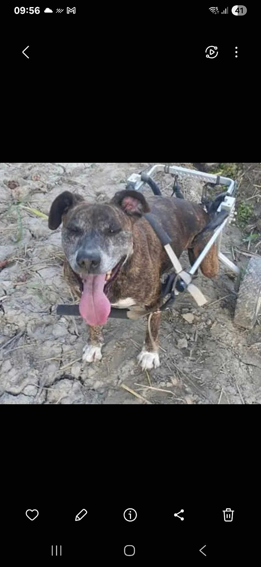 Dixy participe au concours pour gagner de l'argent avec cette photo : dog, animal, brindle, wheelchair, outdoor, tongue_out, happy, pet, disabled, canine, muddy_ground, four_legs, mobility_aid, nature, smiling, sunlight, grass, ears, tail, walking