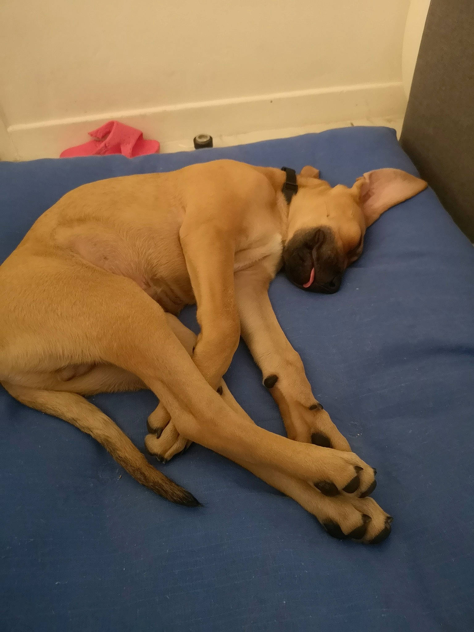 Boy participe au concours pour gagner de l'argent avec cette photo : abdomen, barechested, barefoot, calf, carnivore, chest, comfort, companion_dog, dog, dog_breed, elbow, fawn, foot, human_leg, knee, thigh, trunk, wood, working_animal, wrist