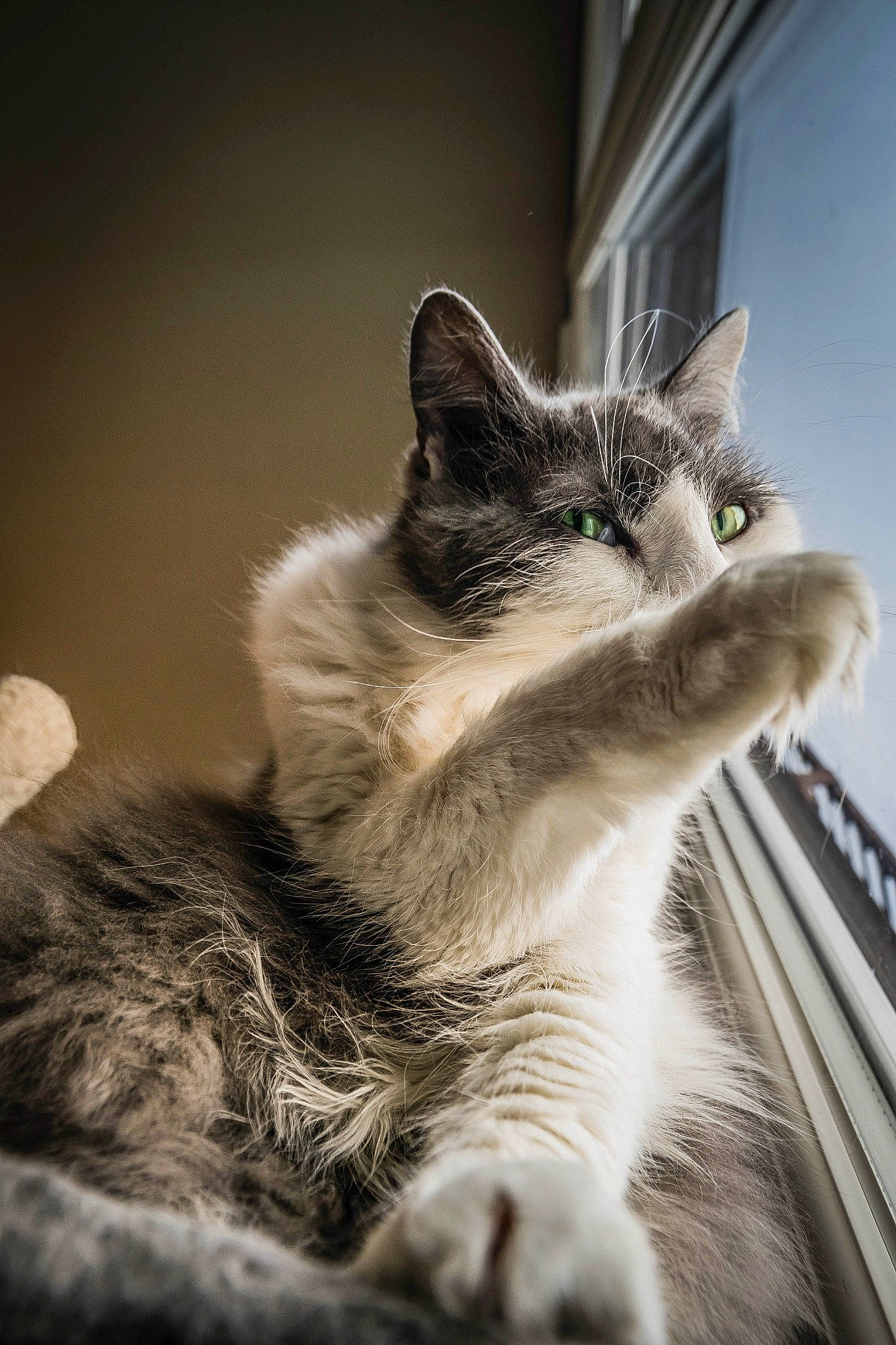 Smoky participe au concours pour gagner de l'argent avec cette photo : carnivore, cat, claw, close_up, comfort, domestic_short_haired_cat, eye, felidae, fur, grass, grey, human_leg, monochrome, monochrome_photography, paw, sitting, small_to_medium_sized_cats, tail, whiskers, window