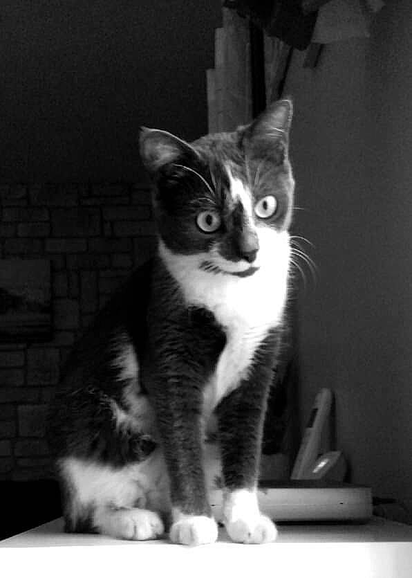 Rey participe au concours pour gagner de l'argent avec cette photo : aegean_cat, american_wirehair, asian, black_and_white, carnivore, cat, domestic_short_haired_cat, european_shorthair, felidae, kitten, monochrome_photography, paw, photography, polydactyl_cat, small_to_medium_sized_cats, snout, tabby_cat, whiskers, white, window