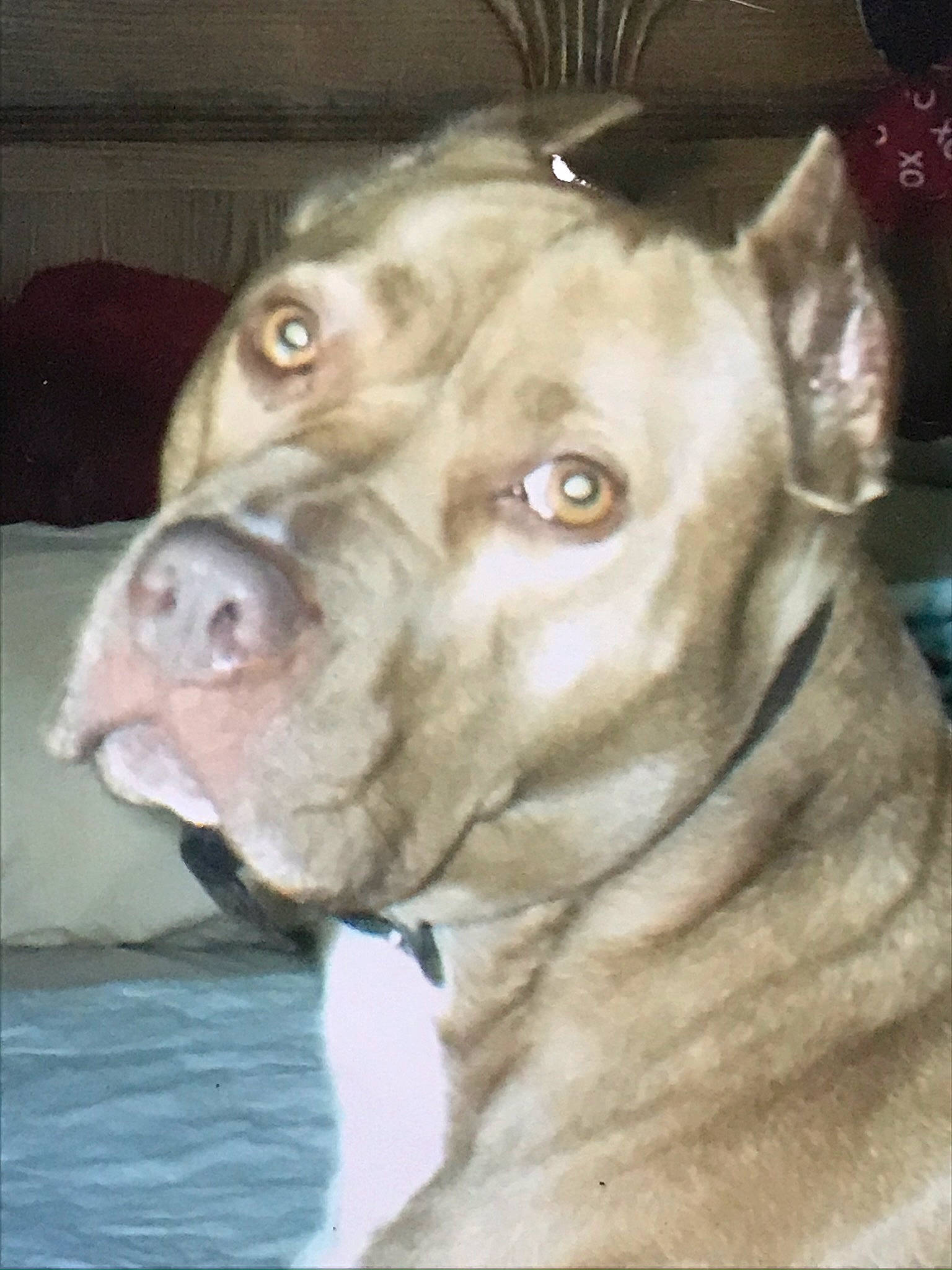 China joined the competition — help win amazing prizes! american_pit_bull_terrier, bandog, bully_kutta, cane_corso, canidae, carnivore, dog, dog_breed, ear, fawn, mammal, non_sporting_group, nose, pit_bull, snout, sporting_group, vertebrate, whiskers