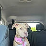 Dior is registered to the contest to win money with this photo: dog, car_interior, seat, dog_harness, pink_harness, gold_chain, light_brown_fur, pet, animal, backseat, window, headrest, seatbelt, daylight, looking_away, sitting, indoors, vehicle, canine, portrait