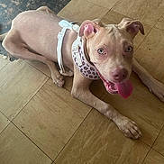 Dior joined the competition — help win amazing prizes! dog, canine, pet, lying_down, tongue_out, harness, collar, floor, tile_floor, indoor, brown_dog, pink_tongue, ears, happy, looking_up, muzzle, floor_mat, domestic_animal, playful, young_dog