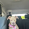 Dior is registered to the contest to win money with this photo: dog, canine, pet, car_interior, backseat, pink_harness, gold_chain, winking, playful, seated, window, headrest, leather_seat, daylight, animal, companion, cute, mammal, expression, transportation