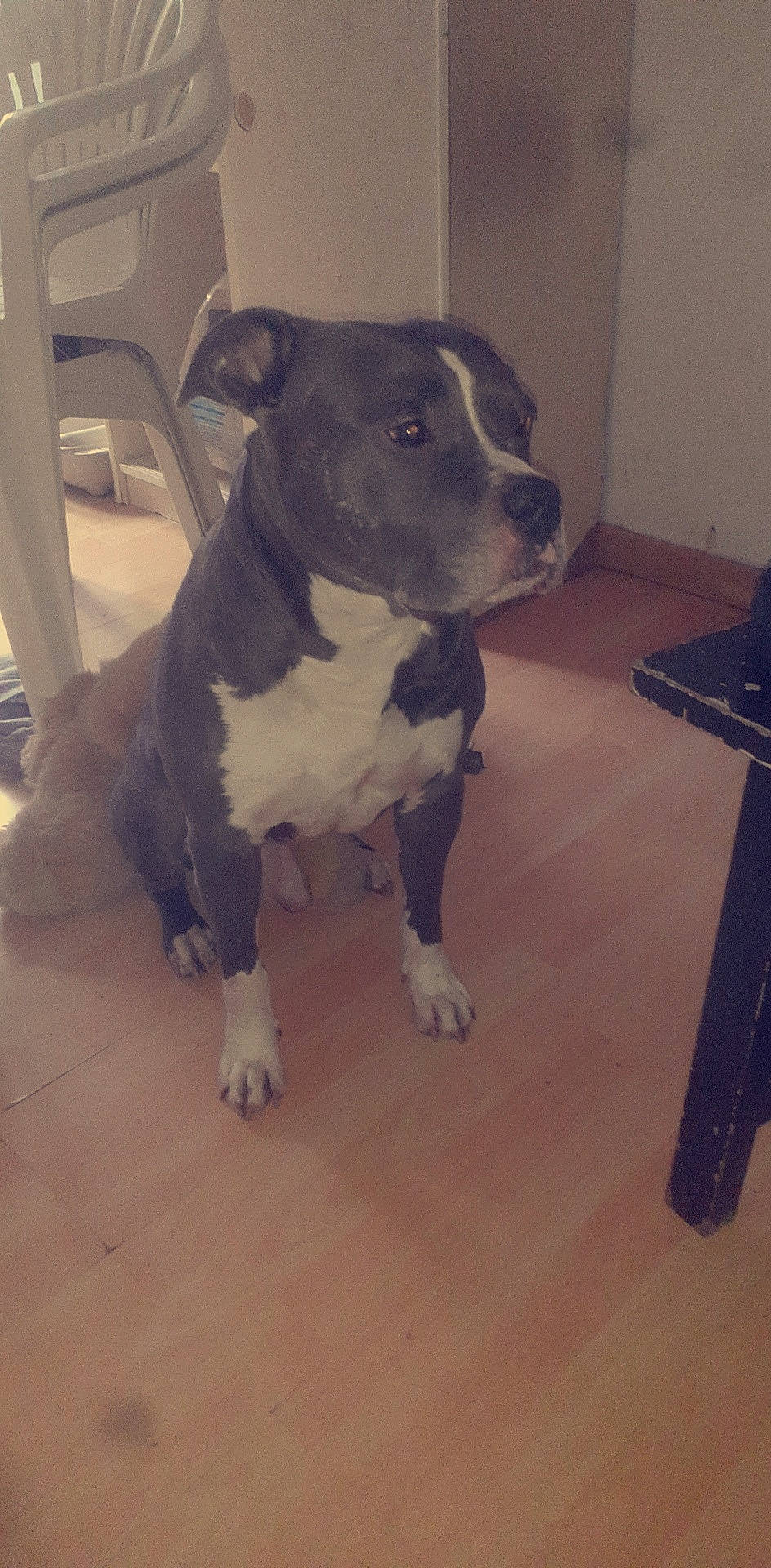 Gofast a rejoint le concours — aidez-le/la à gagner de superbes lots ! american_pit_bull_terrier, american_staffordshire_terrier, bull_and_terrier, canidae, carnivore, dog, dog_breed, fawn, mammal, non_sporting_group, nose, pit_bull, snout, staffordshire_bull_terrier, vertebrate