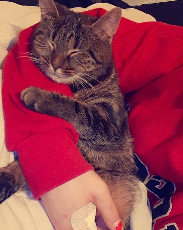 Cana participe au concours pour gagner de l'argent avec cette photo : american_shorthair, asian, california_spangled, carnivore, cat, claw, domestic_short_haired_cat, dragon_li, european_shorthair, felidae, fur, kitten, leg, mammal, pixie_bob, small_to_medium_sized_cats, tabby_cat, thigh, whiskers