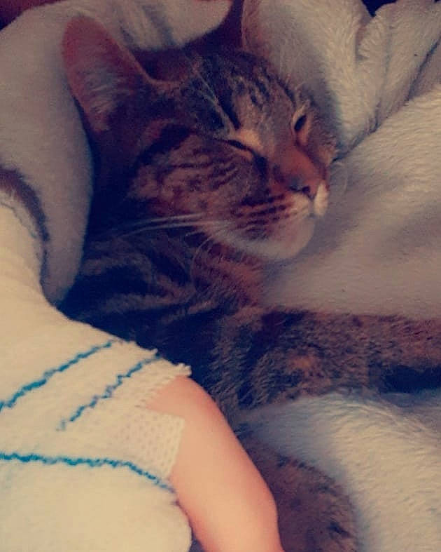 Cana participe au concours pour gagner de l'argent avec cette photo : arm, asian, carnivore, cat, close_up, domestic_short_haired_cat, european_shorthair, eye, felidae, fur, hand, kitten, leg, nap, nose, paw, skin, small_to_medium_sized_cats, tabby_cat, whiskers