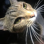 Itty Bitty joined the competition — help win amazing prizes! cat, close_up, tabby, whiskers, green_eyes, animal, pet, feline, face, ear, nose, fur, curious, indoor, portrait, soft_light, dark_background, muzzle, focus, macro