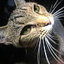 cat, close_up, tabby, whiskers, green_eyes, animal, pet, feline, face, ear, nose, fur, curious, indoor, portrait, soft_light, dark_background, muzzle, focus, macro
