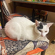 Luna is registered to the contest to win money with this photo: cat, white_cat, black_patch, sitting, chair, patterned_fabric, indoor, table, dining_room, tile_floor, domestic_animal, pet, feline, home, comfort, resting, fur, whiskers, quiet, curious
