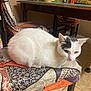 cat, white_cat, black_patch, sitting, chair, patterned_fabric, indoor, table, dining_room, tile_floor, domestic_animal, pet, feline, home, comfort, resting, fur, whiskers, quiet, curious