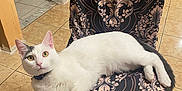 Luna joined the competition — help win amazing prizes! cat, white_cat, gray_patch, chair, patterned_cushion, indoor, tiled_floor, pet, animal, feline, relaxing, looking_at_camera, home, domestic, curious, paw, ears, whiskers, tail, collar