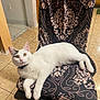 cat, white_cat, gray_patch, chair, patterned_cushion, indoor, tiled_floor, pet, animal, feline, relaxing, looking_at_camera, home, domestic, curious, paw, ears, whiskers, tail, collar