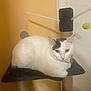 Luna is registered to the contest to win money with this photo: cat, white_cat, black_markings, cat_tree, pet, indoor, animal, feline, resting, toy, hanging_toy, scratching_post, fur, ears, yellow_eyes, paw, domestic_cat, relaxed, household, closeup