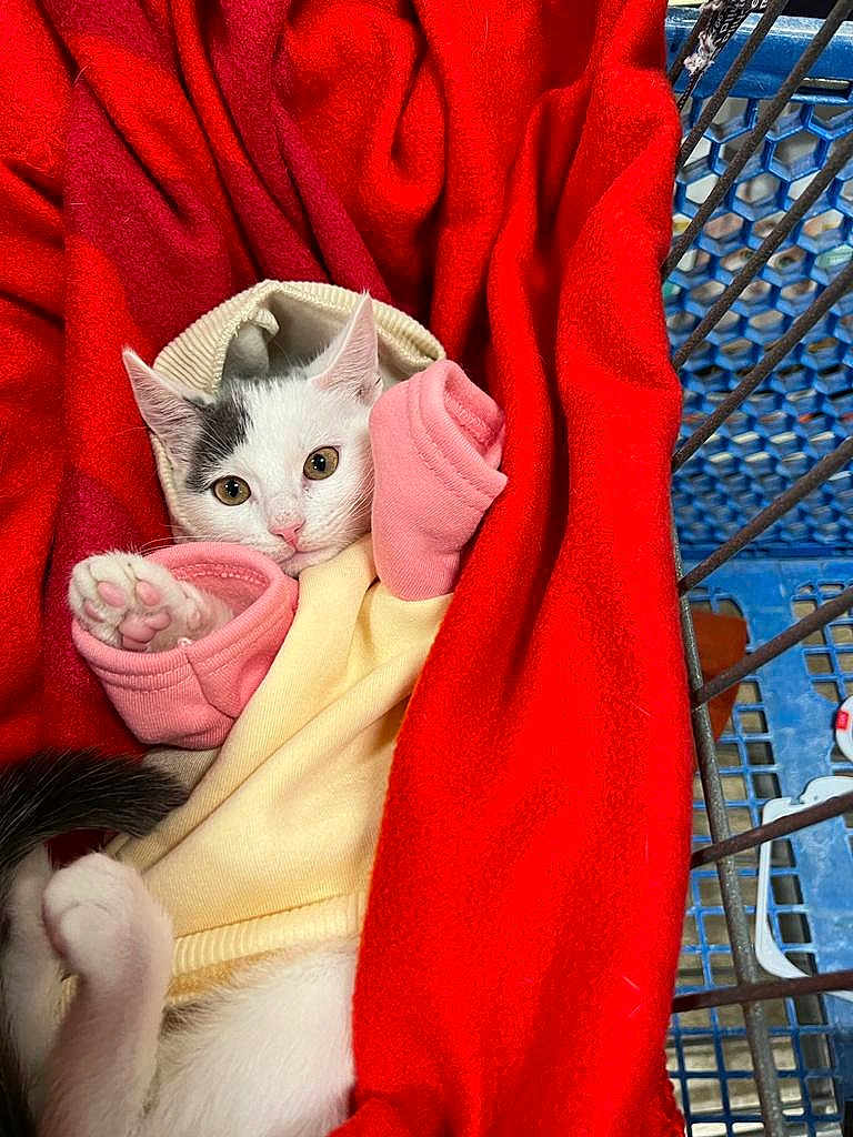 Luna joined the competition — help win amazing prizes! kitten, cat, animal, pet, hoodie, yellow_clothing, pink_clothing, red_blanket, shopping_cart, feline, cute, cozy, paw, fur, curious, domestic_animal, indoor, resting, young, soft_texture
