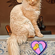 Zeus participe au concours pour gagner de l'argent avec cette photo : cat, fluffy, cream_color, indoor, tiled_ledge, decor, clock, wall_art, furniture, table, chair, pet, animal, long_tail, sitting, cute, feline, playful, sticker, heart_shape