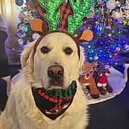 Leo is registered to the contest to win money with this photo: dog, white_dog, reindeer_antlers, christmas_tree, holiday_decorations, ornaments, plush_toys, festive, bandana, indoor, carpet, pet, cute, christmas_lights, holiday_season, animal, sitting, decorated_tree, home, celebration