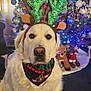 animal, bandana, carpet, celebration, christmas_lights, christmas_tree, cute, decorated_tree, dog, festive, holiday_decorations, holiday_season, home, indoor, ornaments, pet, plush_toys, reindeer_antlers, sitting, white_dog