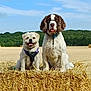 dog, canine, hay_bale, outdoor, field, sky, cloud, nature, animal, pets, brown_and_white_dog, small_dog, happy, tongue_out, fur, collar, harness, rural, summer, sunny