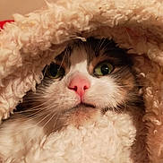 Myrtille a rejoint le concours — aidez-le/la à gagner de superbes lots ! cat, animal, pet, feline, face, nose, whiskers, green_eyes, blanket, soft, cozy, fur, closeup, cute, indoor, warm, comfort, snuggle, portrait, curious
