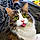 Myrtille