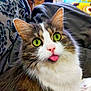 Myrtille participe au concours pour gagner de l'argent avec cette photo : cat, tongue_out, green_eyes, fluffy, pink_nose, whiskers, pet, indoor, blanket, furry, cute, animal, mammal, resting, domestic, closeup, cozy, household, dog_in_background, relaxed
