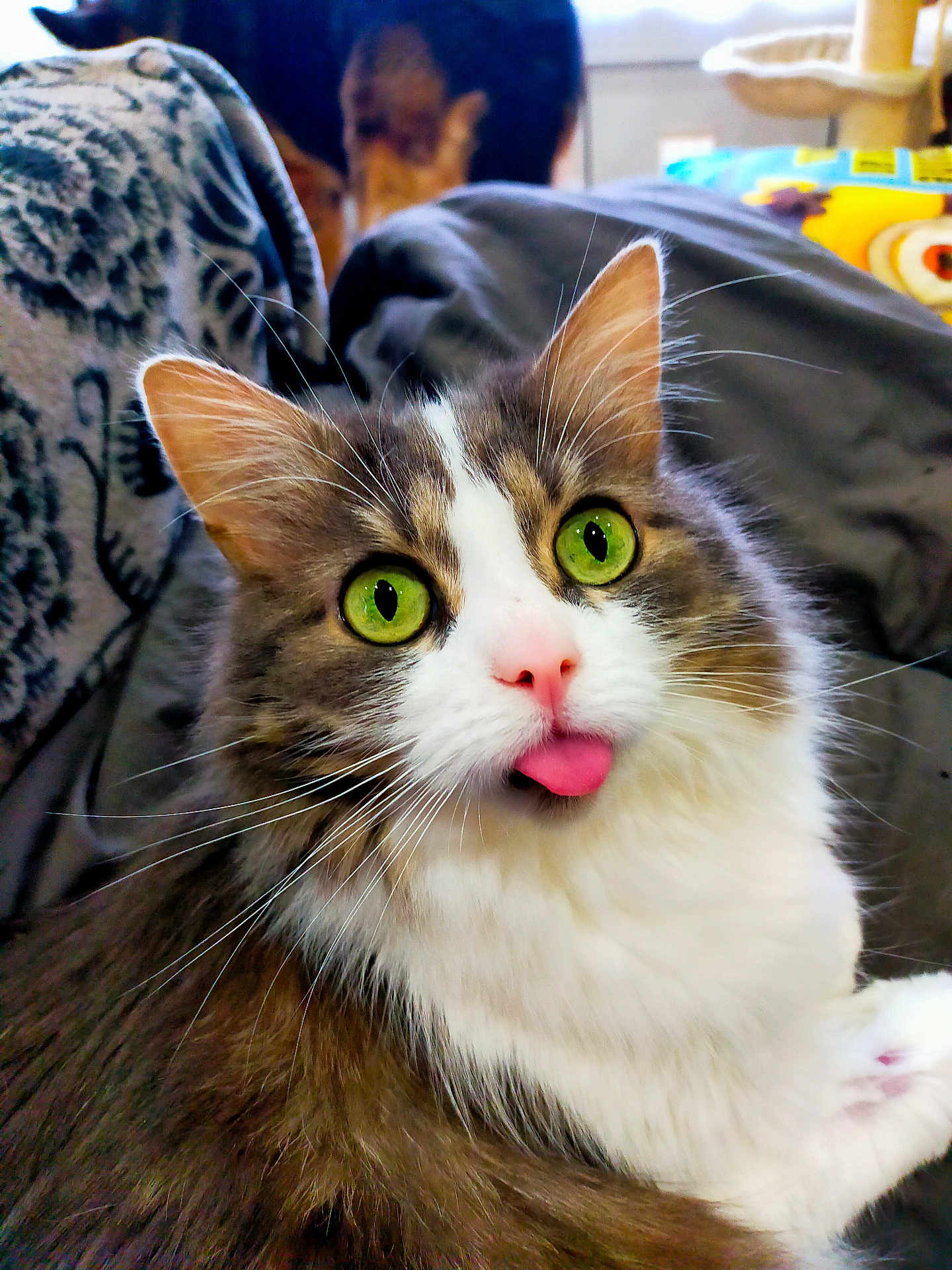 Myrtille participe au concours pour gagner de l'argent avec cette photo : cat, tongue_out, green_eyes, fluffy, pink_nose, whiskers, pet, indoor, blanket, furry, cute, animal, mammal, resting, domestic, closeup, cozy, household, dog_in_background, relaxed