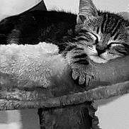 Bella joined the competition — help win amazing prizes! animal, cat, cozy, cute, ears, face, feline, fluffy, fur, indoors, kitten, nap, paw, perch, pet, rest, sleeping, soft, tabby, whiskers