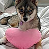 animal, bed, blanket, blue_eyes, canine, collar, cozy, cute, dog, fur, heart_shaped, indoor, pet, pink_pillow, portrait, puppy, resting, soft, tag, young_dog