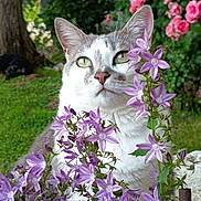Ti'Lou a rejoint le concours — aidez-le/la à gagner de superbes lots ! cat, flowers, purple_flowers, greenery, garden, tree_trunk, pink_flowers, outdoor, nature, pet, animal, whiskers, fur, closeup, plant, leaf, bloom, flora, cute, curious