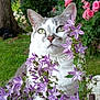 cat, flowers, purple_flowers, greenery, garden, tree_trunk, pink_flowers, outdoor, nature, pet, animal, whiskers, fur, closeup, plant, leaf, bloom, flora, cute, curious