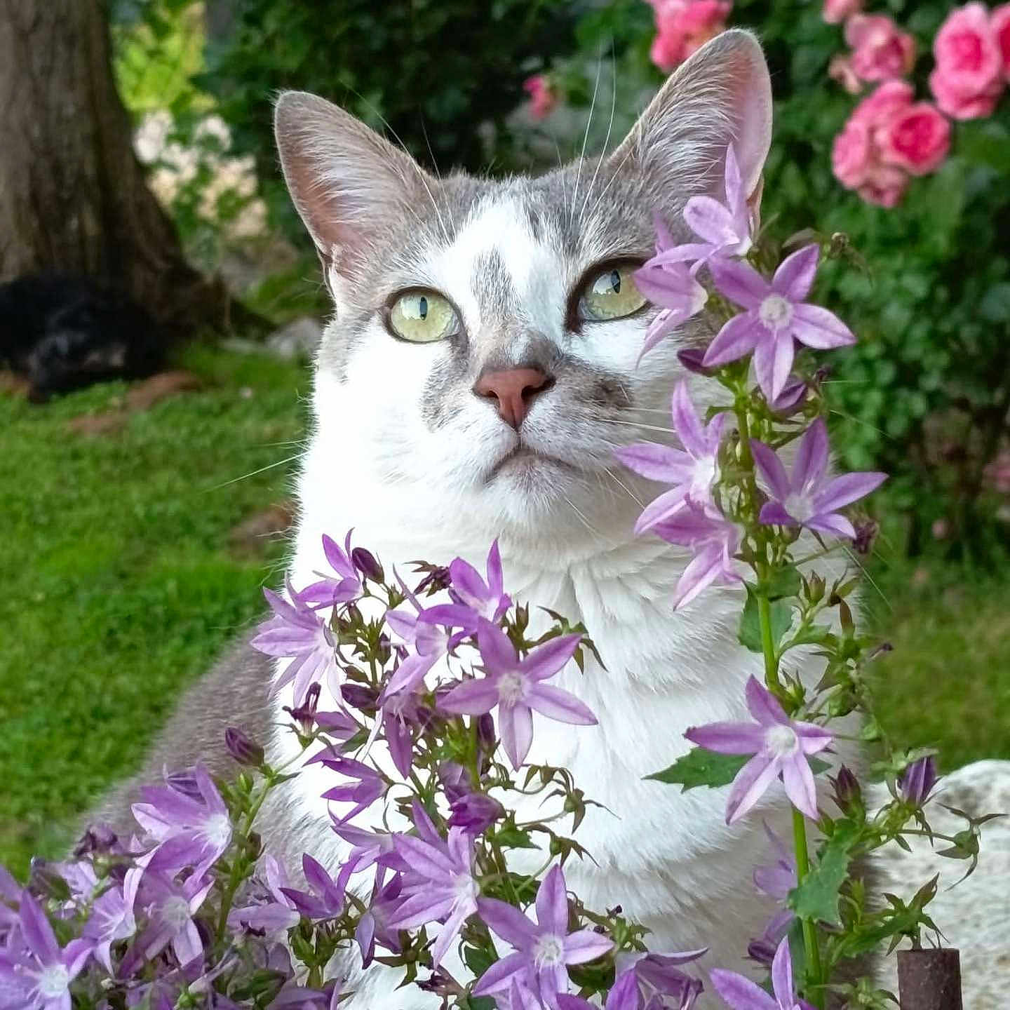 Ti'Lou a rejoint le concours — aidez-le/la à gagner de superbes lots ! animal, bloom, cat, closeup, curious, cute, flora, flowers, fur, garden, greenery, leaf, nature, outdoor, pet, pink_flowers, plant, purple_flowers, tree_trunk, whiskers