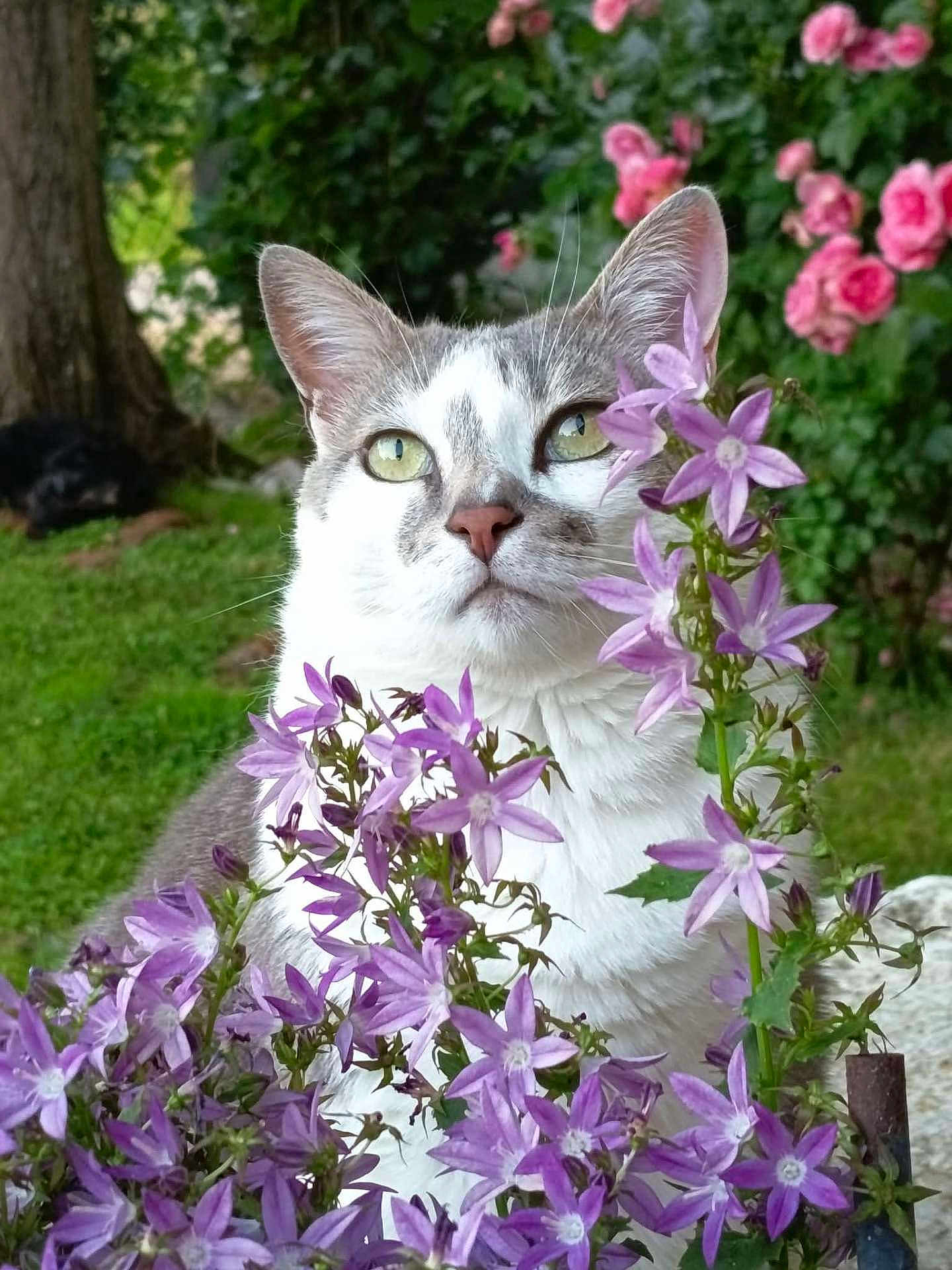 Ti'Lou a rejoint le concours — aidez-le/la à gagner de superbes lots ! cat, flowers, purple_flowers, greenery, garden, tree_trunk, pink_flowers, outdoor, nature, pet, animal, whiskers, fur, closeup, plant, leaf, bloom, flora, cute, curious
