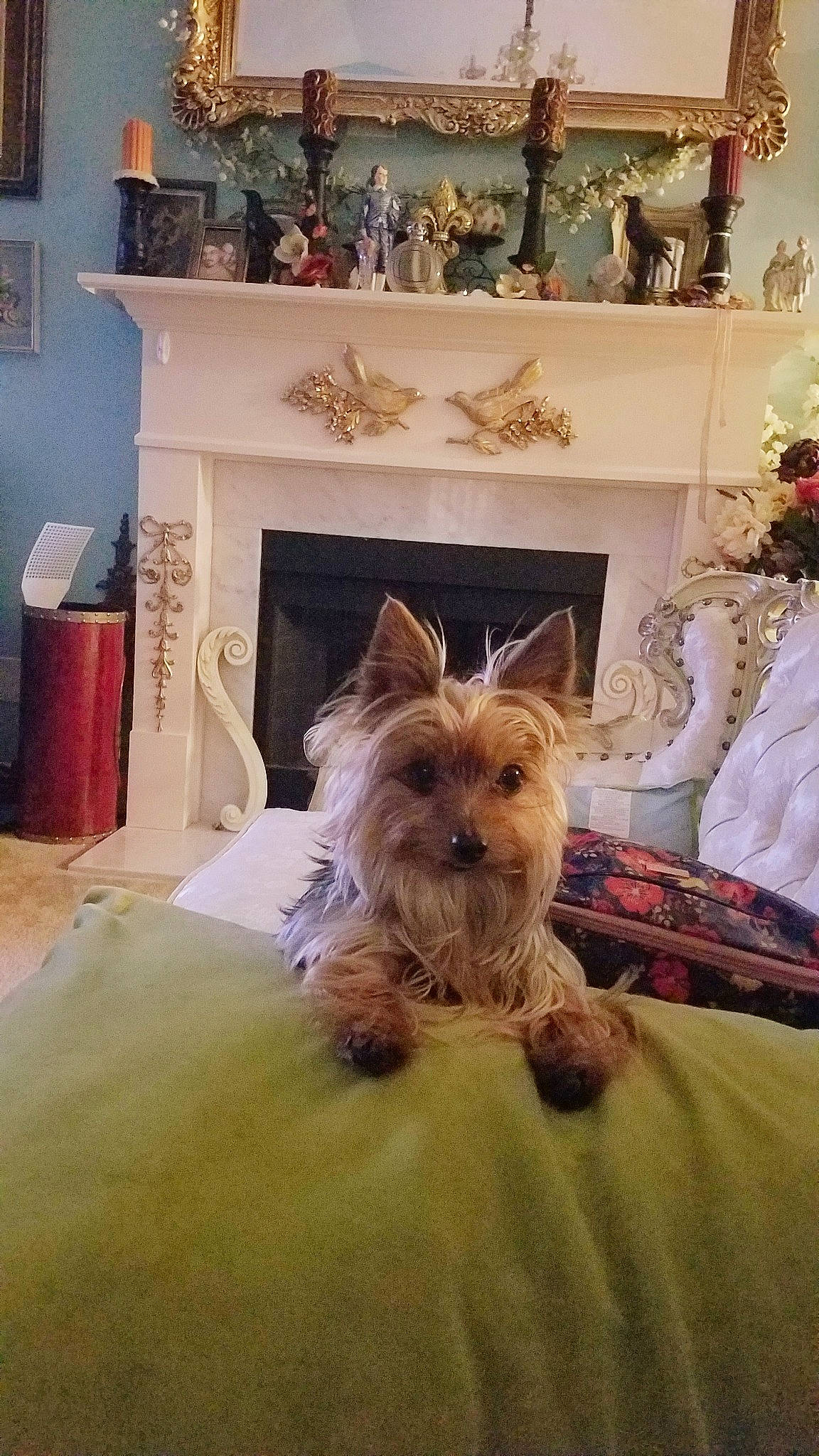 Louie is registered to the contest to win money with this photo: australian_silky_terrier, australian_terrier, biewer_terrier, cairn_terrier, canidae, carnivore, companion_dog, dog, dog_breed, glen_of_imaal_terrier, mammal, morkie, norwich_terrier, puppy, rare_breed_dog, room, small_terrier, terrier, toy_dog, yorkshire_terrier