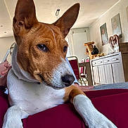 Athos a rejoint le concours — aidez-le/la à gagner de superbes lots ! animal, basenji, brown, cabinet, carpet, chair, closeup, curious, dog, ears, furniture, home, indoors, living_room, nails, paws, pet, portrait, relaxing, white