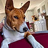 animal, basenji, brown, cabinet, carpet, chair, closeup, curious, dog, ears, furniture, home, indoors, living_room, nails, paws, pet, portrait, relaxing, white
