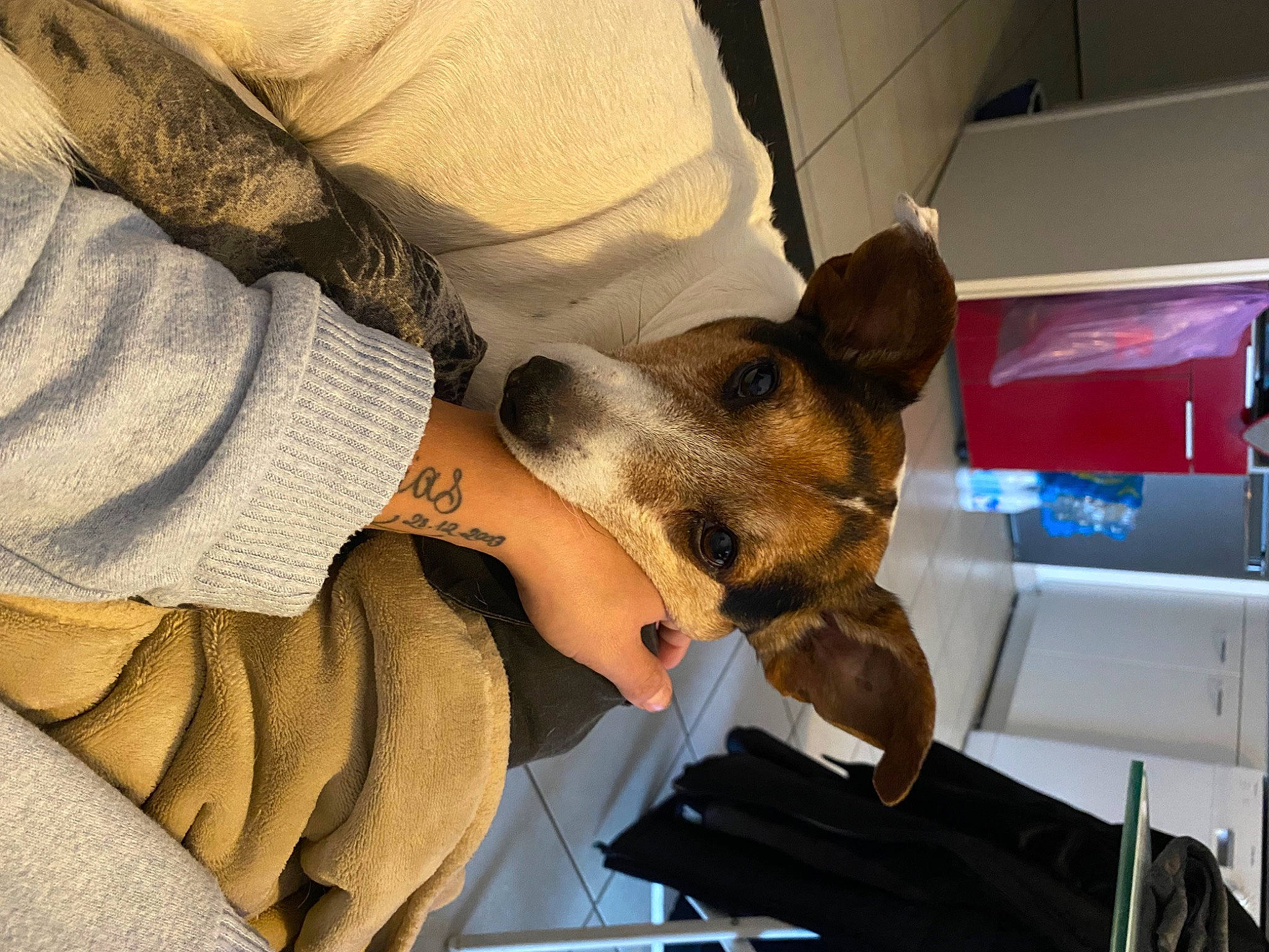 Junior a rejoint le concours — aidez-le/la à gagner de superbes lots ! canidae, carnivore, collar, comfort, companion_dog, dog, dog_breed, ear, elbow, fawn, fur, gesture, mammal, sleeve, snout, sporting_group, television, toy_dog, whiskers, wrist