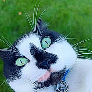 Oakley joined the competition — help win amazing prizes! cat, black_and_white, green_eyes, close_up, whiskers, collar, tags, outdoor, grass, pet, curious, feline, animal, portrait, nature, cute, domestic_cat, face, nose, ears