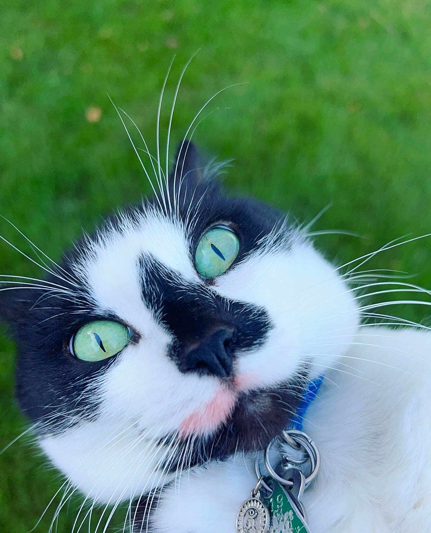 Oakley joined the competition — help win amazing prizes! cat, black_and_white, green_eyes, close_up, whiskers, collar, tags, outdoor, grass, pet, curious, feline, animal, portrait, nature, cute, domestic_cat, face, nose, ears