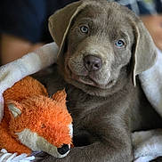 Marshall is registered to the contest to win money with this photo: puppy, dog, blue_eyes, gray_fur, blanket, plush_toy, fox_toy, snuggling, cute, cozy, indoors, soft_texture, pet, animal, closeup, portrait, resting, young_dog, comfort, sleepy