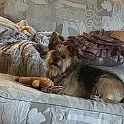 Charlie is registered to the contest to win money with this photo: animal, blanket, brown, couch, cozy, decorative_pillow, dog, ears, face, fur, furniture, home, indoor, living_room, looking, pet, relaxed, resting, stuffed_toy, toy