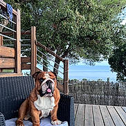 Ursul a rejoint le concours — aidez-le/la à gagner de superbes lots ! bulldog, dog, pet, animal, sitting, chair, cushion, deck, wood, outdoor, seaside, ocean, trees, leaves, patio, furniture, portrait, tongue, wrinkled_face, daylight