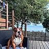 bulldog, dog, pet, animal, sitting, chair, cushion, deck, wood, outdoor, seaside, ocean, trees, leaves, patio, furniture, portrait, tongue, wrinkled_face, daylight