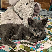 Ellie May joined the competition — help win amazing prizes! animal, bedroom, bedspread, colorful, companion, cozy, cute, domestic_cat, feline, floral_pattern, gray_cat, indoor, kitten, pet, plush_elephant, resting, sleepy, soft_toys, stuffed_animal, young_cat