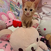Scootaloo joined the competition — help win amazing prizes! kitten, cat, plush_toy, stuffed_animal, pink, orange, cute, soft, toy, indoor, poster, wall, childlike, animal, small, feline, ears, whiskers, face, cuddly